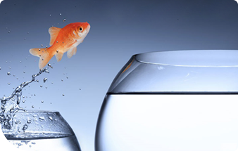 fish-jumping-to-big-bowl-image